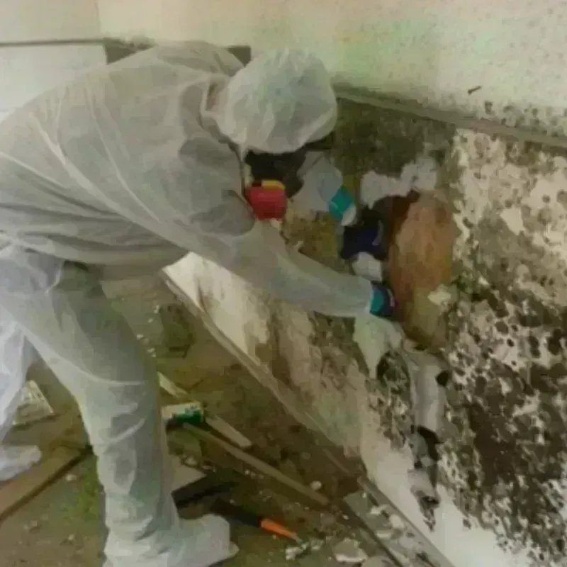 Mold Remediation and Removal in Eden, NY